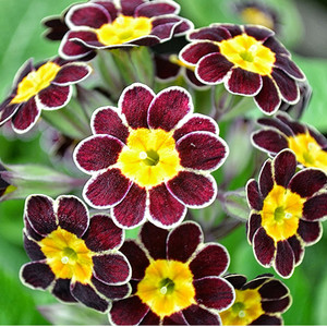 PRIMULA VERIS 'GOLD LACED REDS' seed image