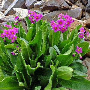 PRIMULA PARRYI seed image