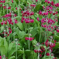 PRIMULA PULVERULENTA seed image