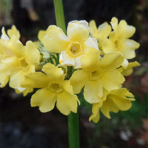 PRIMULA SMITHIANA seed image