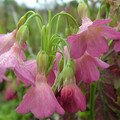 PRIMULA WALTONII seed image