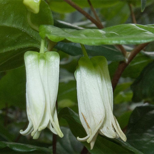 PROSARTES SMITHII seed image