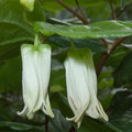 PROSARTES SMITHII seed image