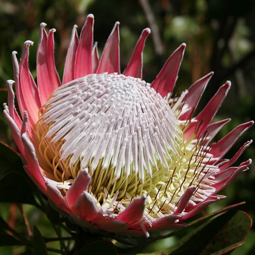 PROTEA CYNAROIDES seed image