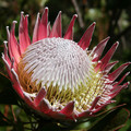 PROTEA CYNAROIDES seed image