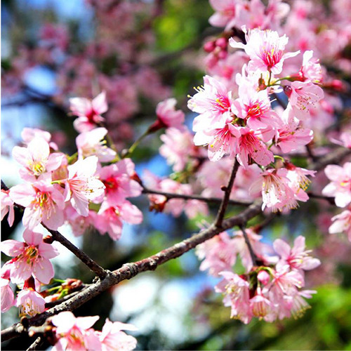 PRUNUS CERASOIDES PINK seed image