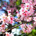PRUNUS CERASOIDES PINK seed image