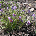 PULSATILLA DAHURICA seed image