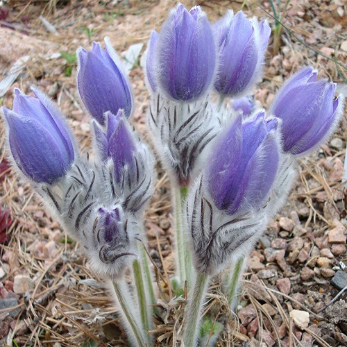 Pulsatilla halleri slavica