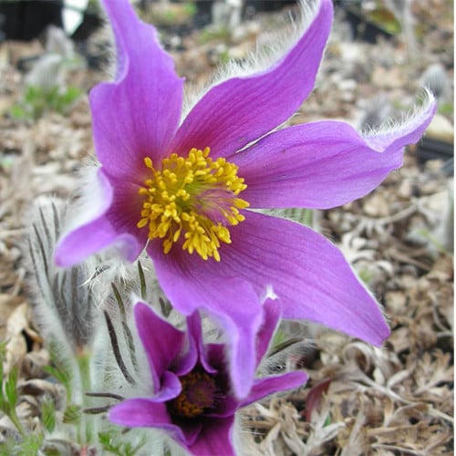 PULSATILLA VULGARIS 'BLAUE GLOCKE' seed image