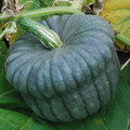 SQUASH QUEENSLAND BLUE seed image
