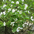 RHODOTYPOS SCANDENS seed image
