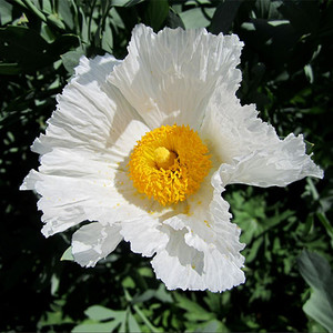 Glaucidium Palmatum Seeds (6 seeds) (JAPANESE WOOD POPPY) - Plant World ...