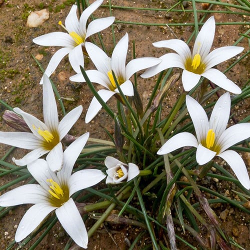 ROMULEA BULBOCODIUM ALBUM seed image