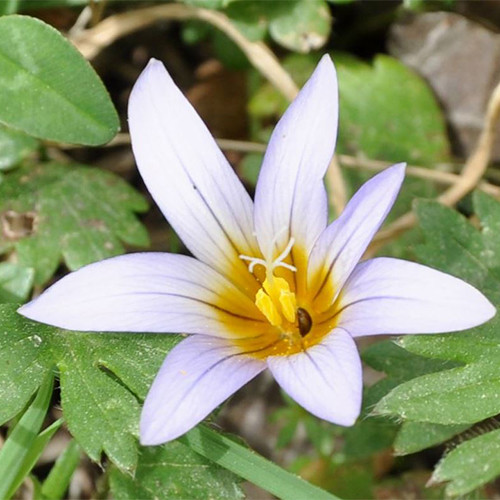 ROMULEA NIVALIS seed image
