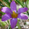 ROMULEA REQUIENII seed image