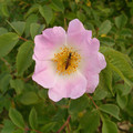ROSA DUMALIS seed image