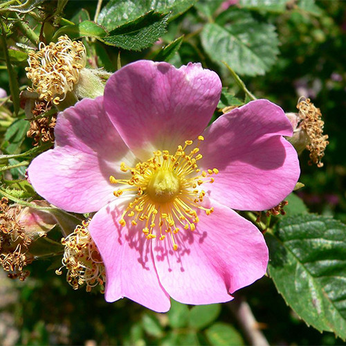 ROSA RUBIGINOSA seed image
