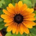 RUDBECKIA HIRTA 'MARMALADE' seed image