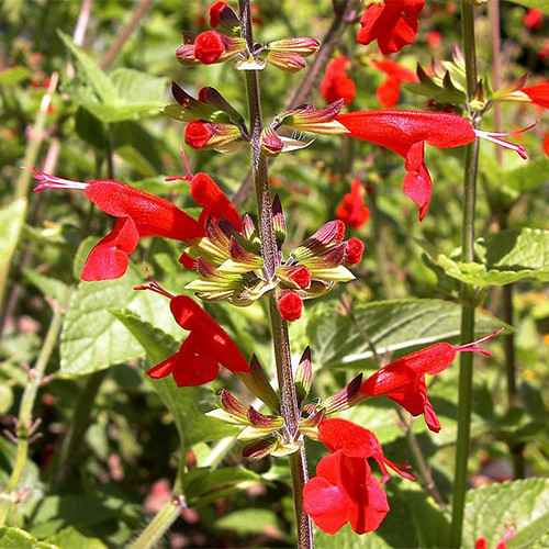 SALVIA COCCINEA seed image