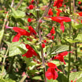 SALVIA COCCINEA seed image