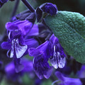 SALVIA HIANS seed image