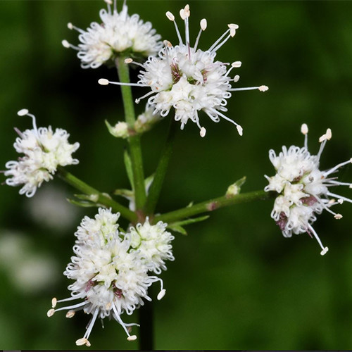 SANICULA EUROPAEA seed image
