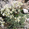 SAXIFRAGA CAESIA seed image