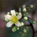 SAXIFRAGA PANICULATA seed image