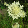 SCABIOSA COLUMBARIA OCHROLEUCA seed image