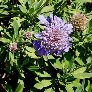 SCABIOSA CRETICA seed image