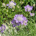 SCABIOSA GRAMINIFOLIA seed image