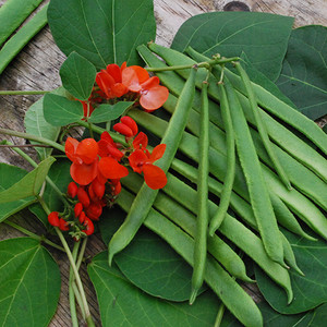 BEAN SCARLET EMPEROR seed image