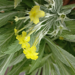 PRIMULA VERTICILLATA seed image