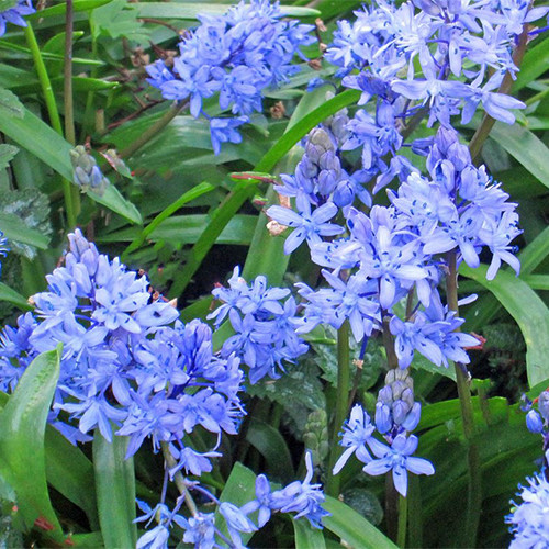 SCILLA BITHYNICA seed image