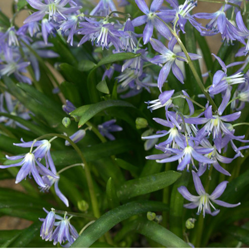 SCILLA CILICICA seed image