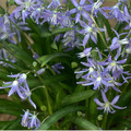 SCILLA CILICICA seed image