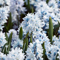 SCILLA LIBANOTICA seed image
