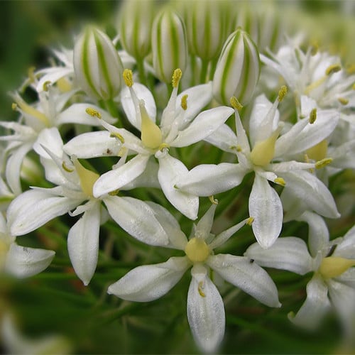 SCILLA PERUVIANA ALBA seed image