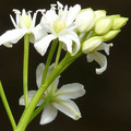 SCILLA SIBERICA ALBA seed image