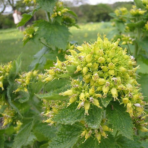 SCROPHULARIA VERNALIS seed image