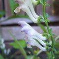 SCUTELLARIA TOURNEFORTII seed image