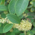 SECURINEGA SUFFRUTICOSA seed image