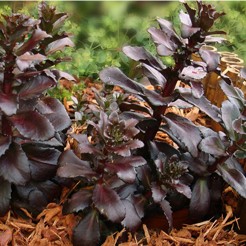 SEDUM TELEPHIUM 'POSTMAN'S PRIDE' seed image