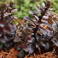 SEDUM TELEPHIUM 'POSTMAN'S PRIDE' seed image