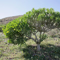 SENECIO KLEINIA seed image