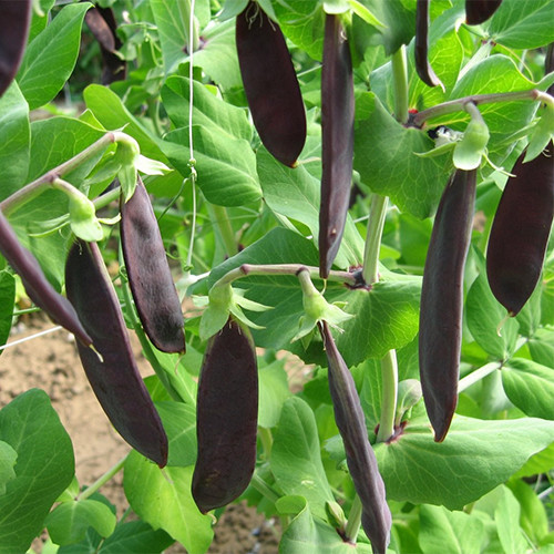 PEA SHIRAZ seed image