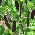 PEA SHIRAZ seed image