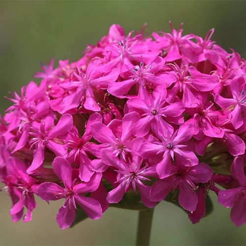 SILENE COMPACTA seed image
