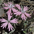 SILENE HOOKERI seed image